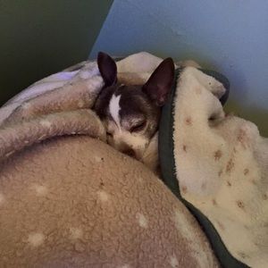 Meet your Posher, Shelley